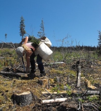 planting-canada-08-1